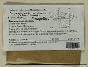 Oxyrrhynchium hians (Hedw.) Loeske, Bryophytes, Bryophytes - Middle Russia (B6) (Russia)