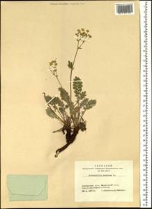 Potentilla sericea L., Siberia, Altai & Sayany Mountains (S2) (Russia)