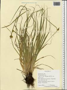 Carex flava L., Eastern Europe, Central forest-and-steppe region (E6) (Russia)