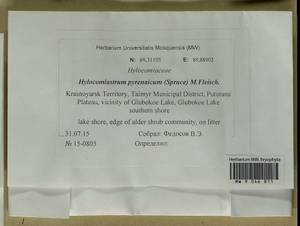 Hylocomiastrum pyrenaicum (Spruce) M. Fleisch. ex Broth., Bryophytes, Bryophytes - Krasnoyarsk Krai, Tyva & Khakassia (B17) (Russia)