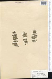 Salvinia natans (L.) All., Middle Asia, Syr-Darian deserts & Kyzylkum (M7) (Uzbekistan)