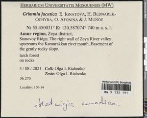 Grimmia jacutica Ignatova, Bedn.-Ochyra, Afonina & J. Muñoz, Bryophytes, Bryophytes - Russian Far East (excl. Chukotka & Kamchatka) (B20) (Russia)