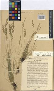 Festuca ovina L., Siberia, Baikal & Transbaikal region (S4) (Russia)