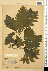 Quercus dalechampii Ten., Caucasus, Krasnodar Krai & Adygea (K1a) (Russia)