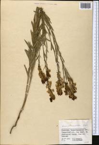 Linaria acutiloba Fisch. ex Rchb., Middle Asia, Dzungarian Alatau & Tarbagatai (M5) (Kazakhstan)