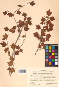 Ribes maximoviczianum Kom., Siberia, Russian Far East (S6) (Russia)