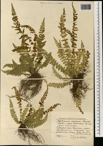 Asplenium incisum Thunb., South Asia, South Asia (Asia outside ex-Soviet states and Mongolia) (ASIA) (North Korea)