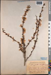 Prunus triloba Lindl., Middle Asia, Western Tian Shan & Karatau (M3) (Kyrgyzstan)