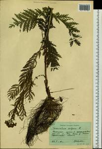 Tanacetum vulgare L., Siberia, Western Siberia (S1) (Russia)