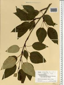 Populus trichocarpa Torr. & A. Gray ex Hook., Eastern Europe, Western region (E3) (Russia)