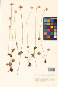 Parnassia palustris L., Eastern Europe, Eastern region (E10) (Russia)