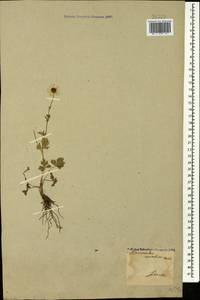 Ranunculus caucasicus M. Bieb., Caucasus, Azerbaijan (K6) (Azerbaijan)