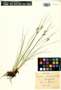 Juncus compressus Jacq., Siberia, Baikal & Transbaikal region (S4) (Russia)