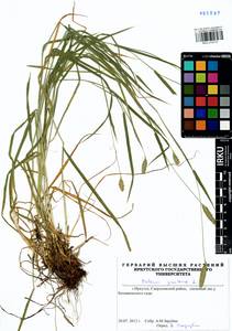 Phleum pratense L., Siberia, Baikal & Transbaikal region (S4) (Russia)