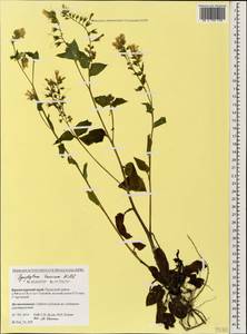 Symphytum tauricum Willd., Caucasus, Krasnodar Krai & Adygea (K1a) (Russia)