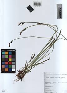 KUZ 003 167, Carex orbicularis Boott, Siberia, Altai & Sayany Mountains (S2) (Russia)