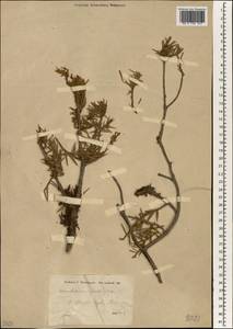 Arceuthobium oxycedri (DC.) M. Bieb., South Asia, South Asia (Asia outside ex-Soviet states and Mongolia) (ASIA) (Turkey)