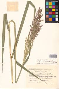 Sorghum drummondii (Nees ex Steud.) Millsp. & Chase, Eastern Europe, Moscow region (E4a) (Russia)