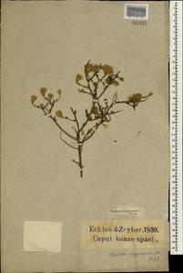 Pegolettia retrofracta (Thunb.) Kies, Africa (AFR) (South Africa)