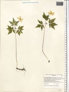 Anemone nemorosa L., Eastern Europe, Northern region (E1) (Russia)