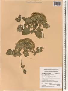 Crocodylium creticum (Boiss. & Heldr.) N. Garcia & Susanna, South Asia, South Asia (Asia outside ex-Soviet states and Mongolia) (ASIA) (Cyprus)