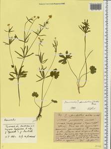 Ranunculus rotundellus (Markl.) Ericsson, Eastern Europe, Central region (E4) (Russia)