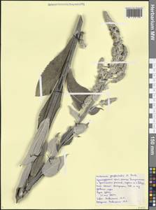 Verbascum gnaphalodes M.Bieb., Caucasus, Black Sea Shore (from Novorossiysk to Adler) (K3) (Russia)