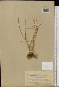 Allium angulosum L., Eastern Europe, Moscow region (E4a) (Russia)