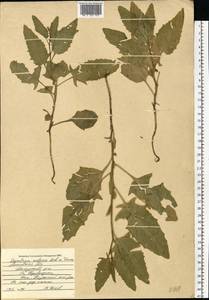 Sisymbrium volgense M. Bieb. ex E. Fourn., Eastern Europe, Moscow region (E4a) (Russia)