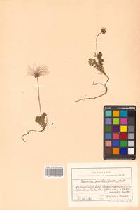 Geum selinifolium (Fisch. ex F. Schmidt) Hultén, Siberia, Russian Far East (S6) (Russia)