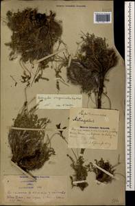 Astragalus sanguinolentus Bieb., Caucasus, Azerbaijan (K6) (Azerbaijan)
