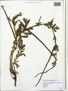 Glaucium corniculatum (L.) Rudolph, Crimea (KRYM) (Russia)