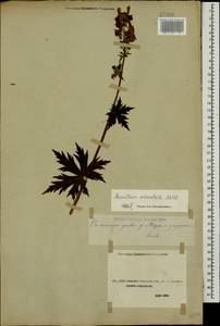 Aconitum orientale Mill., Caucasus, Stavropol Krai, Karachay-Cherkessia & Kabardino-Balkaria (K1b) (Russia)