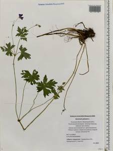 Geranium palustre L., Eastern Europe, North-Western region (E2) (Russia)