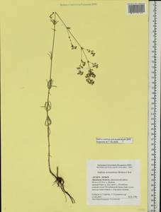 Galium octonarium (Klokov) Pobed., Eastern Europe, Central forest-and-steppe region (E6) (Russia)