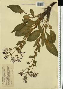Rindera tetraspis (Pall.) L'Hér. ex DC. & A. DC., Eastern Europe, Lower Volga region (E9) (Russia)