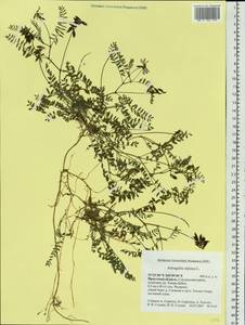 Astragalus alpinus, Siberia, Baikal & Transbaikal region (S4) (Russia)