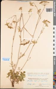 Pimpinella saxifraga L., Eastern Europe, North Ukrainian region (E11) (Ukraine)