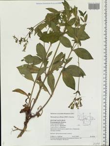 Silene latifolia subsp. alba (Miller) Greuter & Burdet, Eastern Europe, Central region (E4) (Russia)