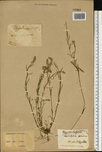 Polygala comosa Schkuhr, Eastern Europe, North Ukrainian region (E11) (Ukraine)
