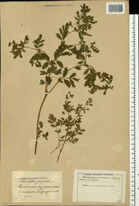 Potentilla supina L., Eastern Europe, Latvia (E2b) (Latvia)