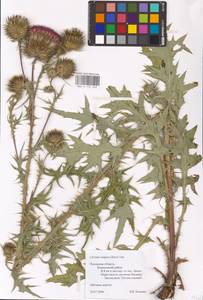 Cirsium vulgare (Savi) Ten., Eastern Europe, North-Western region (E2) (Russia)