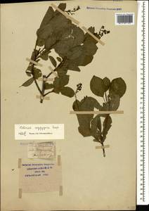 Cotinus coggygria Scop., Caucasus, Krasnodar Krai & Adygea (K1a) (Russia)
