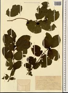 Lonicera caucasica subsp. orientalis (Lam.) D. F. Chamb. & Long, Caucasus, Krasnodar Krai & Adygea (K1a) (Russia)