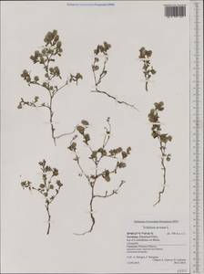 Trifolium arvense L., Western Europe (EUR) (Germany)