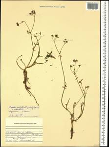 Carum meifolium (M. Bieb.) Boiss., Caucasus, North Ossetia, Ingushetia & Chechnya (K1c) (Russia)
