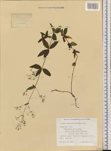 Galium pseudoboreale Klokov, Siberia, Western Siberia (S1) (Russia)