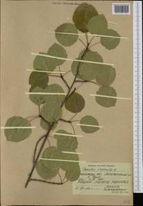 Populus tremula L., Siberia, Baikal & Transbaikal region (S4) (Russia)