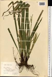 Carex pilosa Scop., Eastern Europe, Central forest-and-steppe region (E6) (Russia)