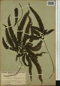 Adiantum hispidulum Sw., Australia & Oceania (AUSTR) (Australia)